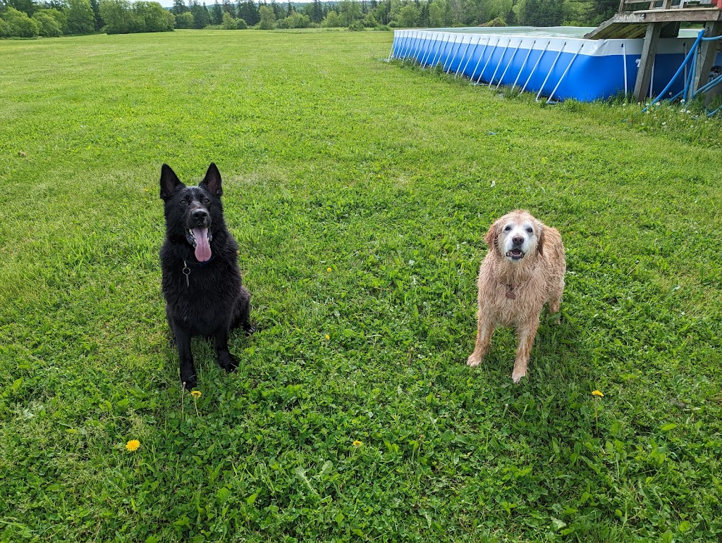 Aqua Terra Kennels | 50 Ridge Rd, Upper Stewiacke, NS B0N 2P0, Canada | Phone: (902) 671-2265