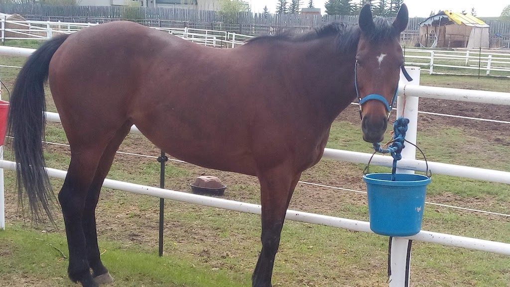 Moonlight Stables Ltd. | 280049, Township Rd 235A, AB T1X 0K4, Canada | Phone: (403) 312-0442