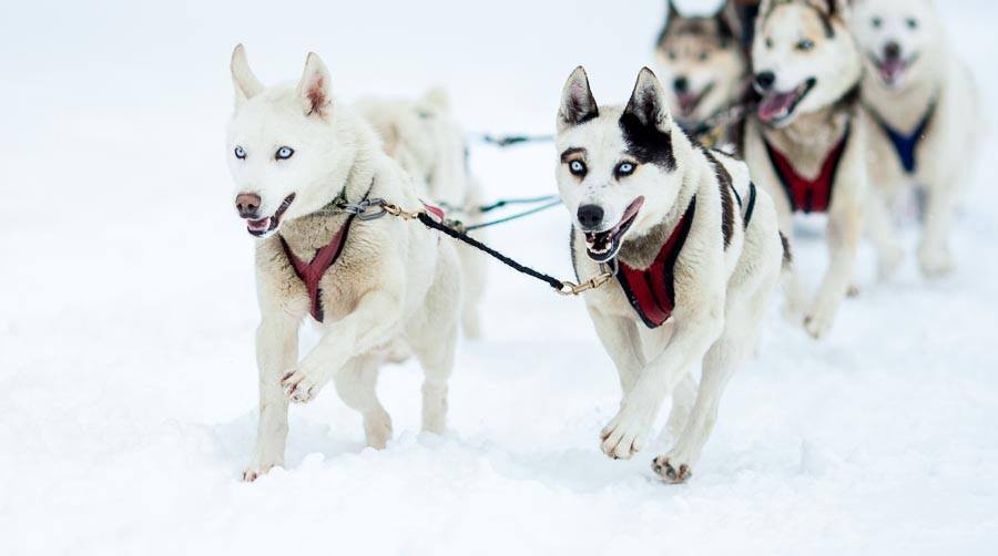 Chiens de traîneau Gatineau Sled Dogs | 10 Mnt Dumouchel, Thurso, QC J0X 3B0, Canada | Phone: (819) 983-2410