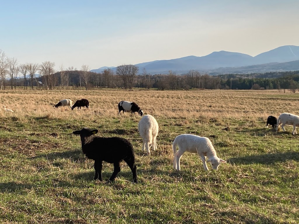 Ferme Province Hill | 91 Chem. de Province Hill, Mansonville, QC J0E 1X0, Canada | Phone: (438) 872-9135