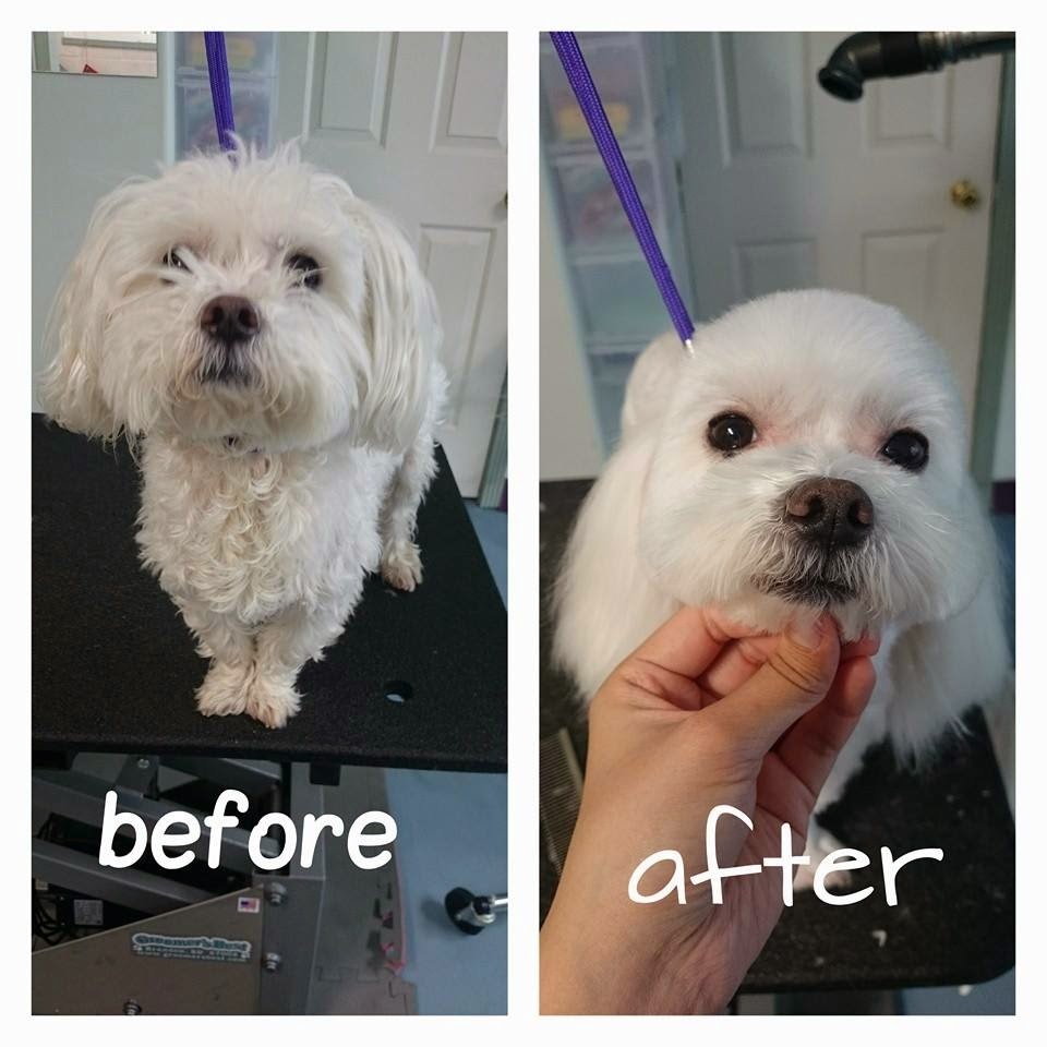 Designer Dogs Grooming Studio | 1707 Dublin St, New Westminster, BC V3M 2Z9, Canada | Phone: (778) 996-3351