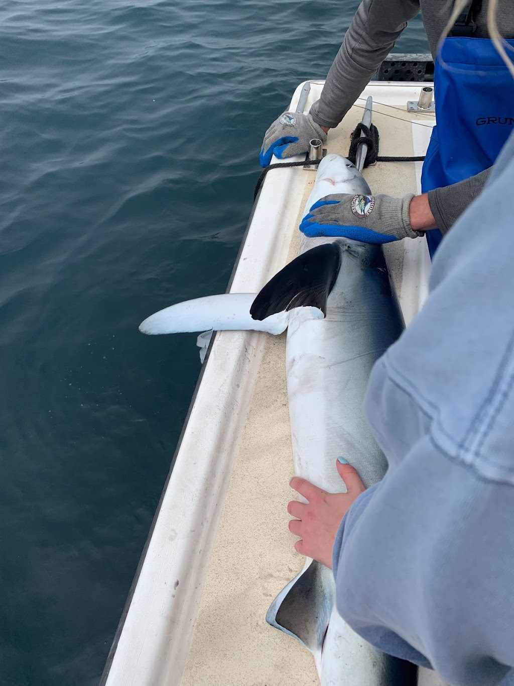 Blue Shark Charters | 99 Government Wharf Rd, Eastern Passage, NS B3G 1M7, Canada | Phone: (902) 830-4115