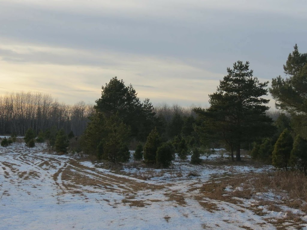 Kowalke Tree Farm | Mile 75 Rd N, Beausejour, MB R0E 0C0, Canada | Phone: (204) 268-2832