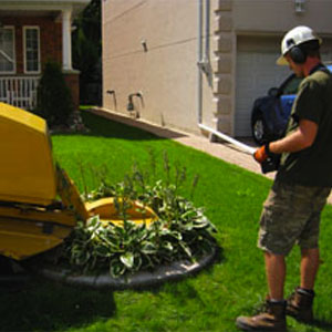 Shady Expert Tree Care | 17468 Warden Ave., Newmarket, ON L3Y 4W1, Canada | Phone: (905) 830-0081