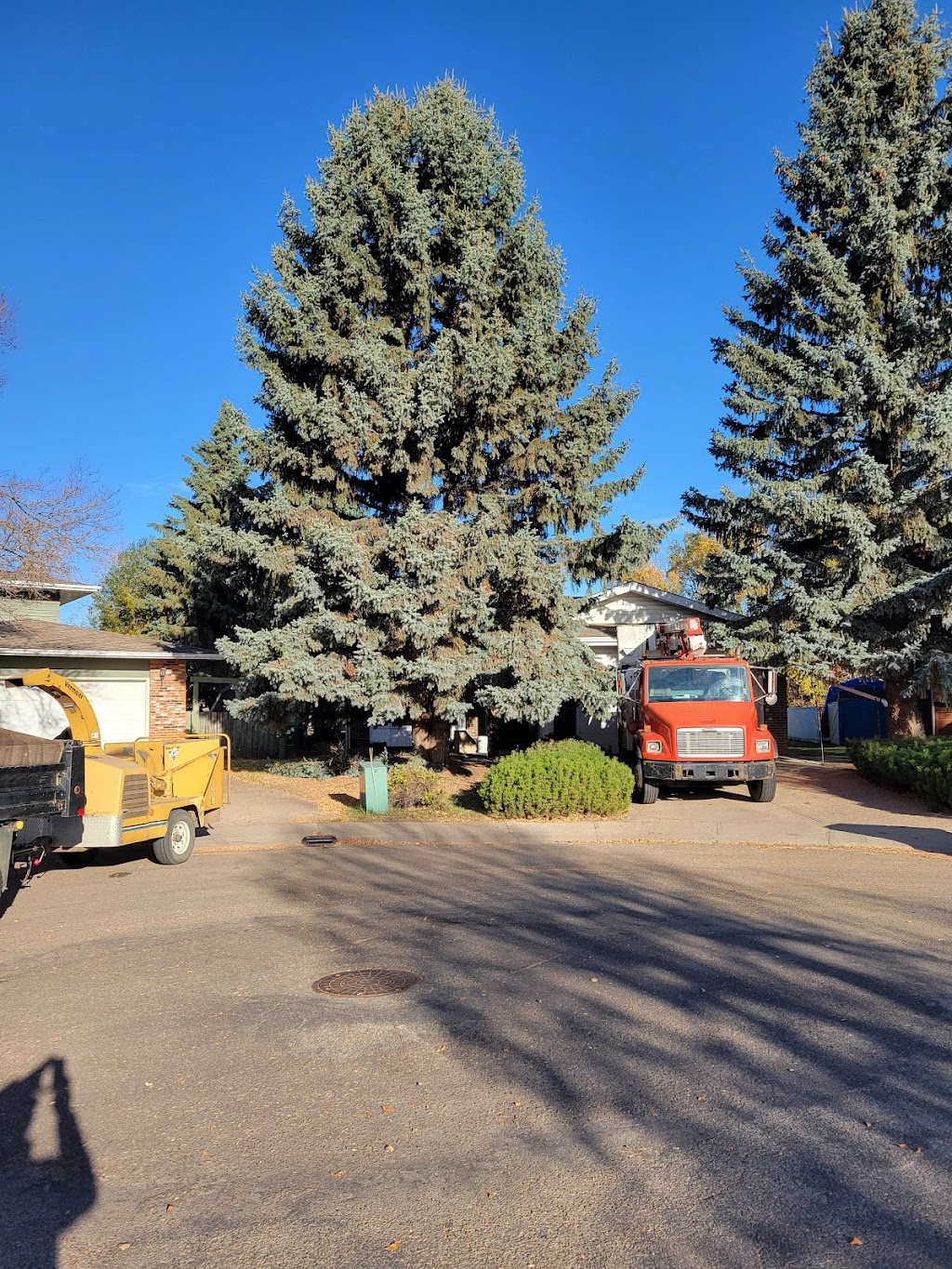 Razors Edge Tree Service | 6801 42a Ave, Camrose, AB T4V 3S4, Canada | Phone: (780) 679-7785