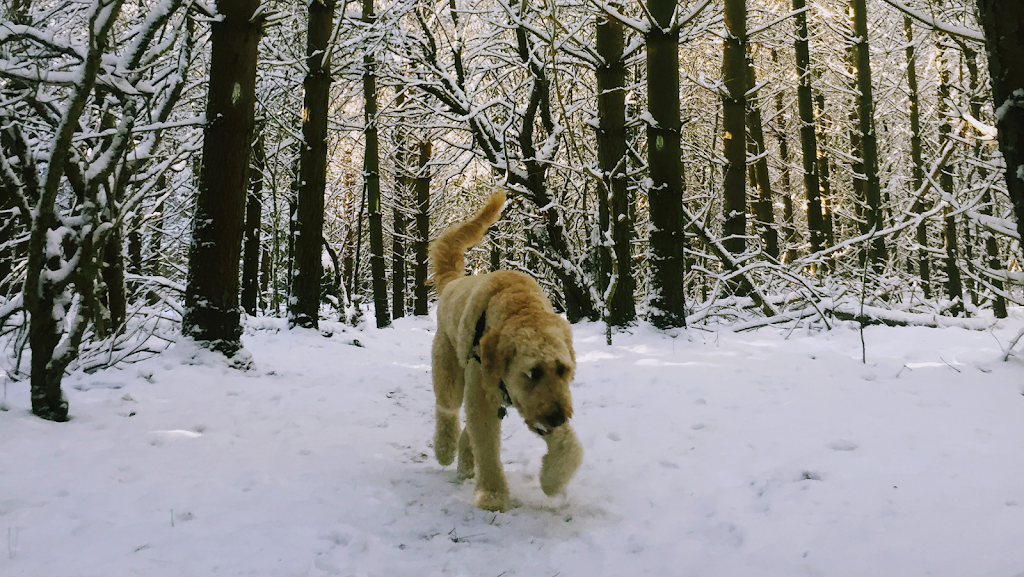 True Joy Pet Care | 17 Argyle Dr, Guelph, ON N1G 2P1, Canada | Phone: (519) 608-3985