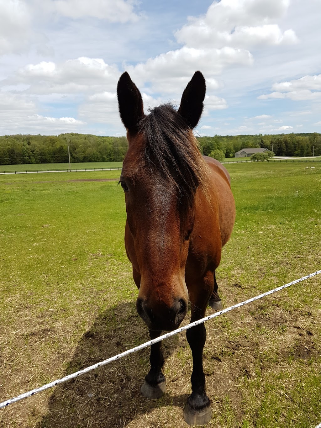 Heels Down Equestrian Centre | 233 Century Farm Rd, Janetville, ON L0B 1K0, Canada | Phone: (905) 854-5771