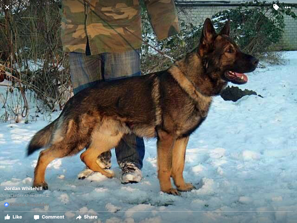 Lucescu Kennels-German Shepherd Puppies | Suite A, Regional Rd 27, Welland, ON L3B 5N4, Canada | Phone: (905) 386-6993