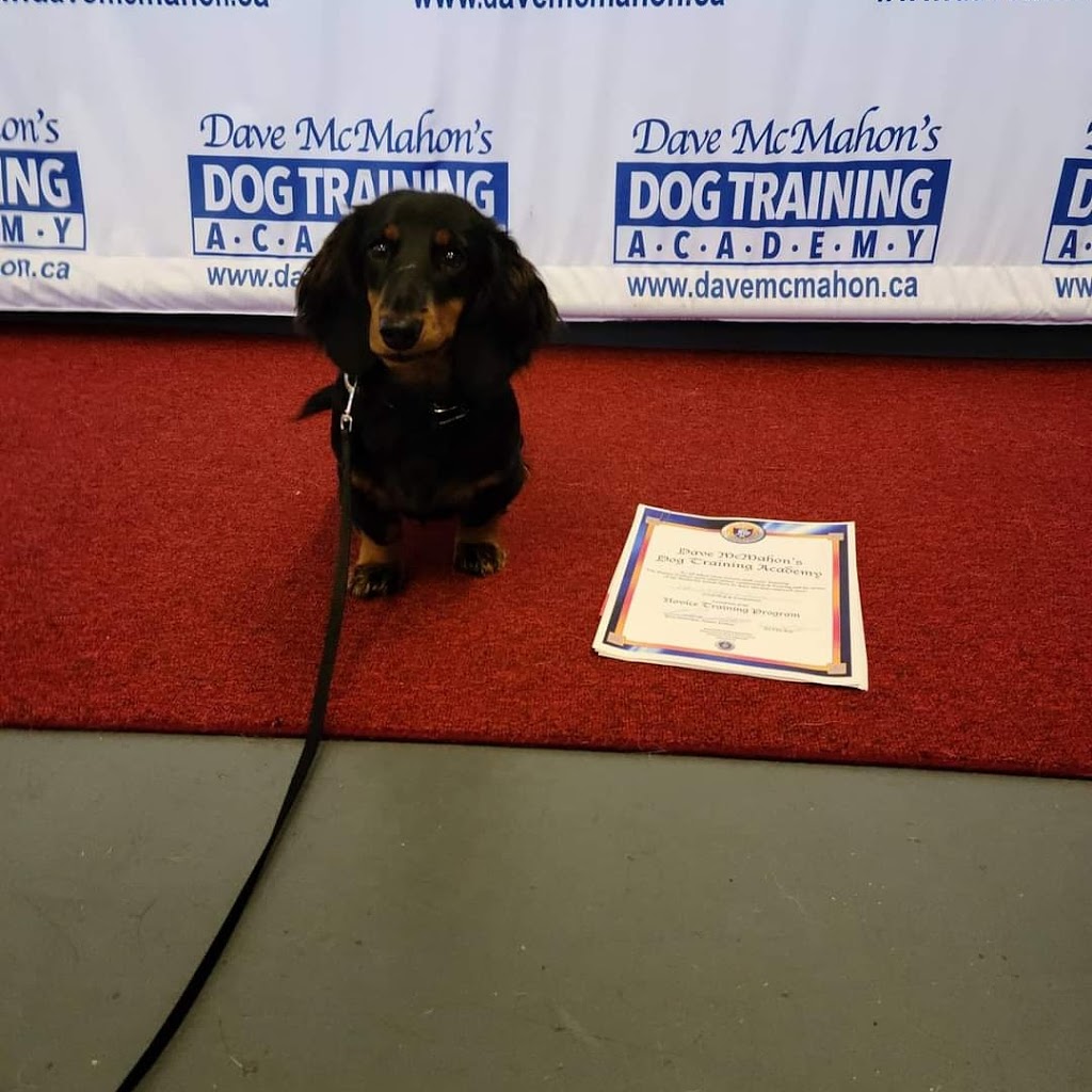 Dave McMahons Dog Training Academy | 4700 Epworth Cir, Niagara Falls, ON L2E 1C7, Canada | Phone: (289) 687-0505