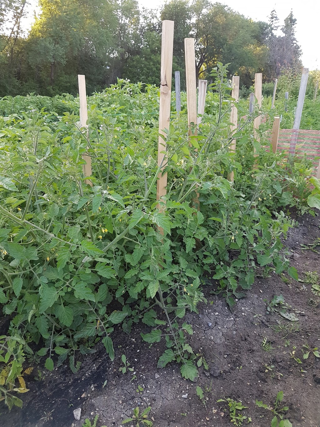 Grow Regina Community Garden | 3500 Queen St, Regina, SK S4S 7K4, Canada