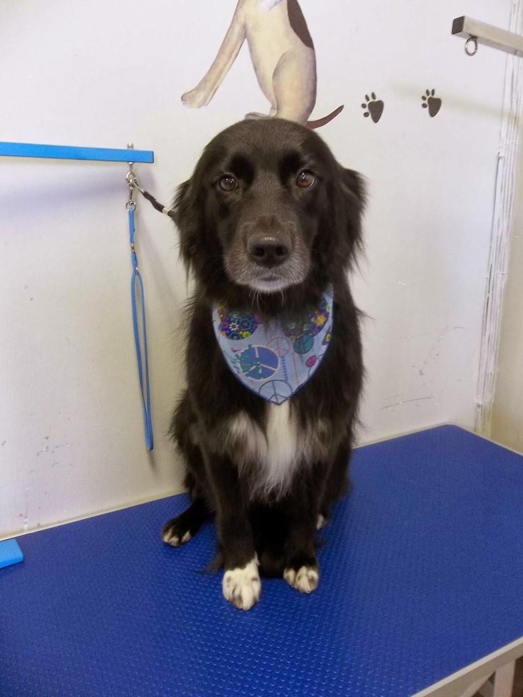 Austin Dog Grooming | 2662 Austin Ave #14, Coquitlam, BC V3K 6C4, Canada | Phone: (604) 345-5799