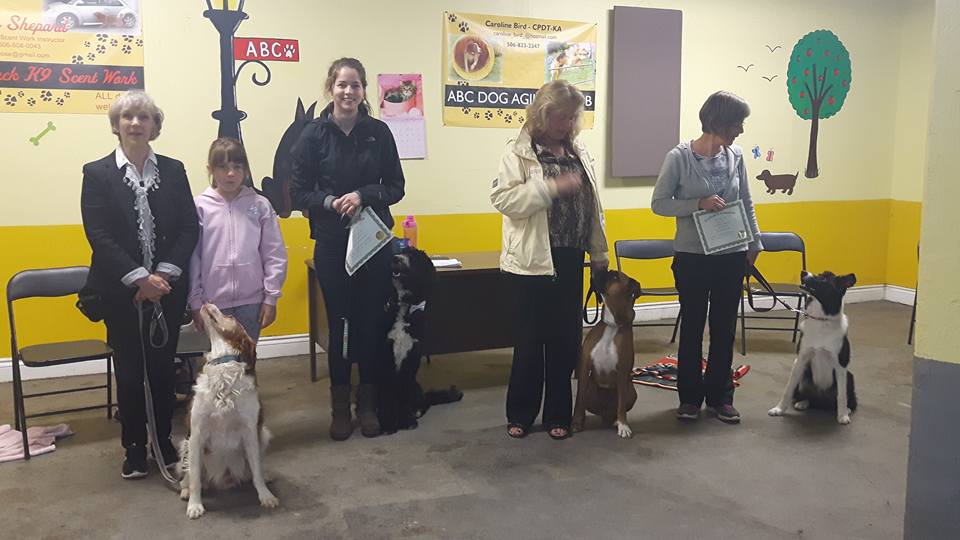 ABC dog training Caroline Bird | 1250 Latimore Lake Rd, Saint John, NB E2N 1X4, Canada | Phone: (506) 663-9140