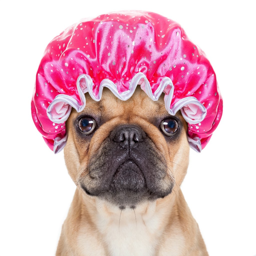 Dog Lovers Pet Grooming | 887 Cowper St, Victoria, BC V9A 2G4, Canada | Phone: (250) 474-4451