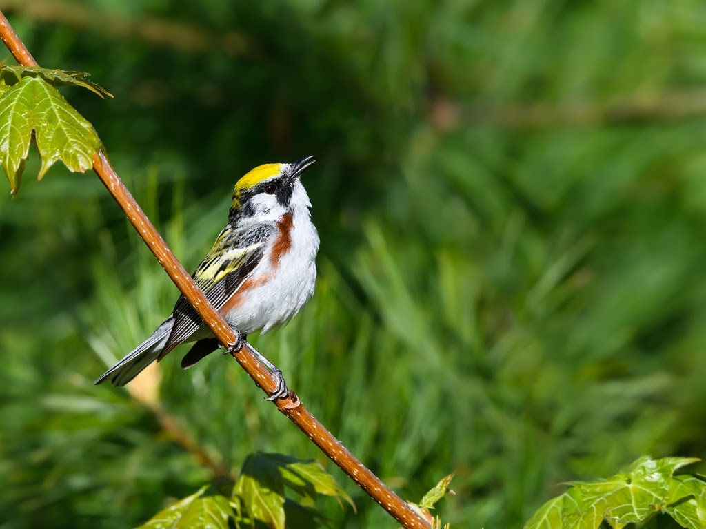 High Lonesome Nature Reserve | 867 Carbine Rd, Pakenham, ON K0A 2X0, Canada | Phone: (613) 253-2722