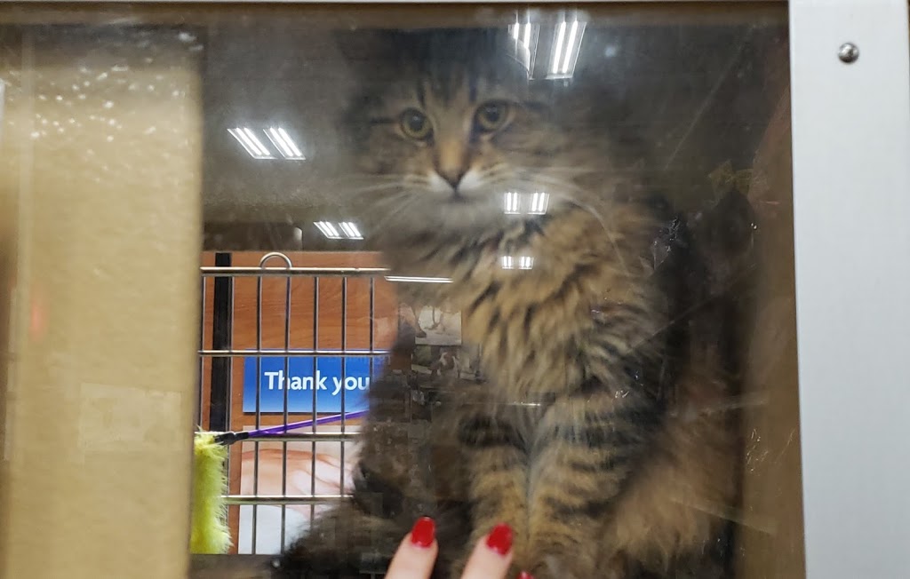 PetSmart | 823 St Clair St, Chatham-Kent, ON N7M 5J7, Canada | Phone: (519) 352-2636