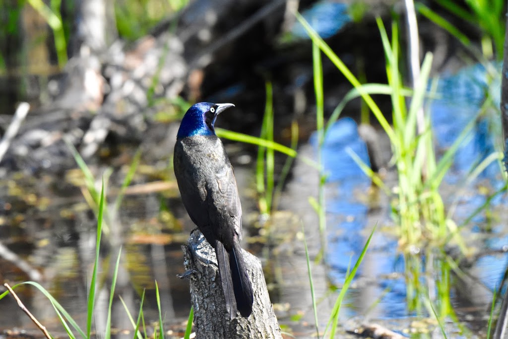 Parc national de Plaisance - Sepaq | 1001 Chemin de la Grande Presquîle, Plaisance, QC J0V 1S0, Canada | Phone: (418) 380-5875