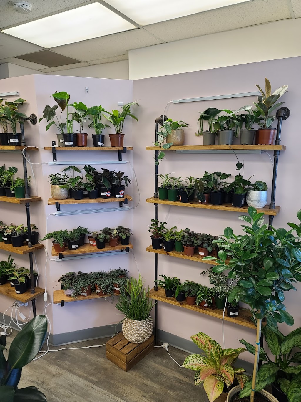 House of Plants | 38 Auriga Dr, Ottawa, ON K2E 8A5, Canada | Phone: (613) 421-8877