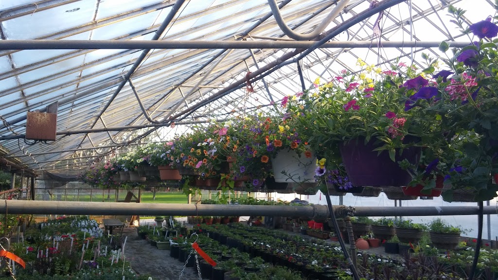 Vanvugt Greenhouses | West Shore Rd, Owen Sound, ON N4K 5N4, Canada | Phone: (519) 376-4537