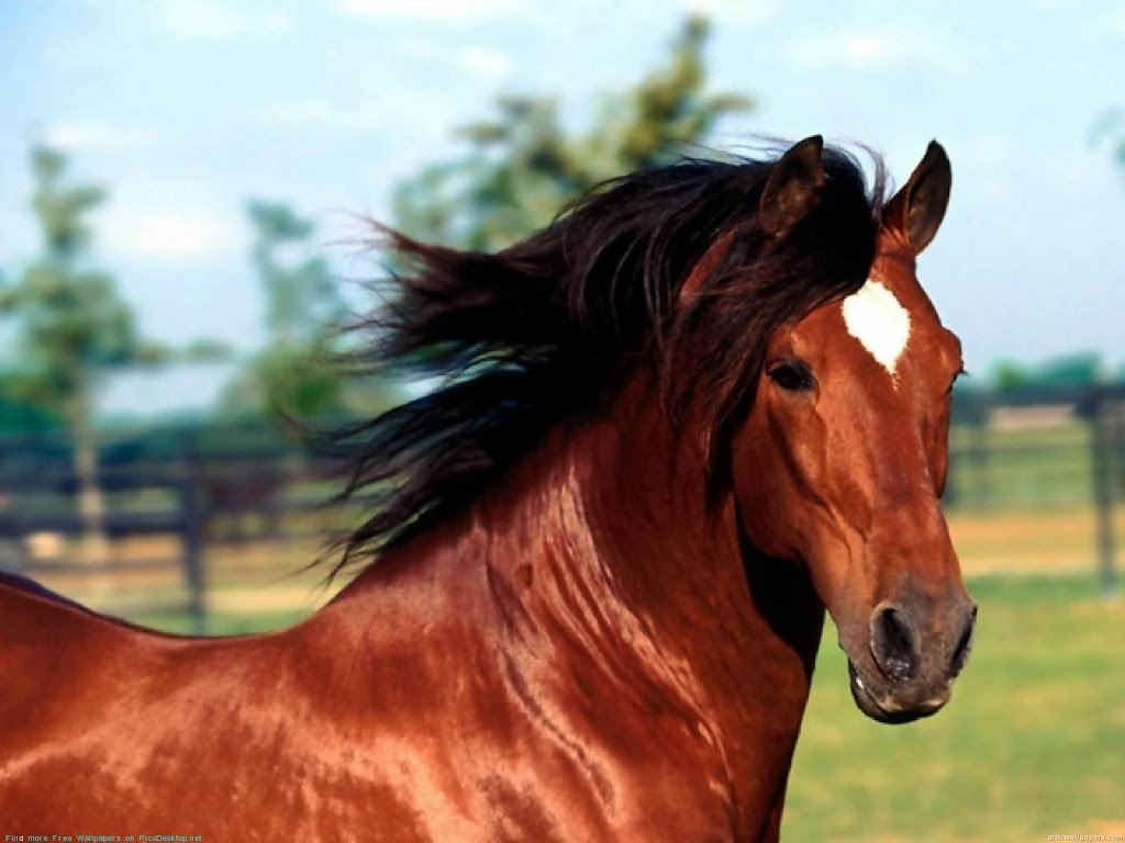 Equestrian Center Ste-Foy | 1240 Rang St Ange, Québec, QC G2G 0E1, Canada | Phone: (418) 872-9568