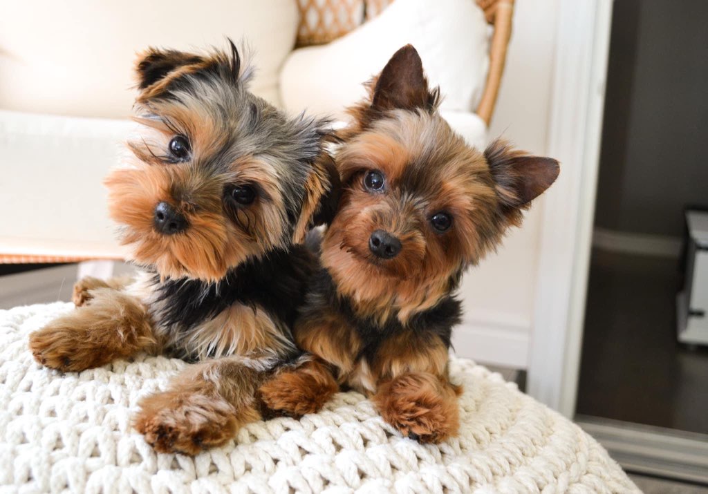 Yorkie et compagnons | 652 Rang Ste Thérèse, Saint-Rémi, QC J0L 2L0, Canada | Phone: (514) 778-6881