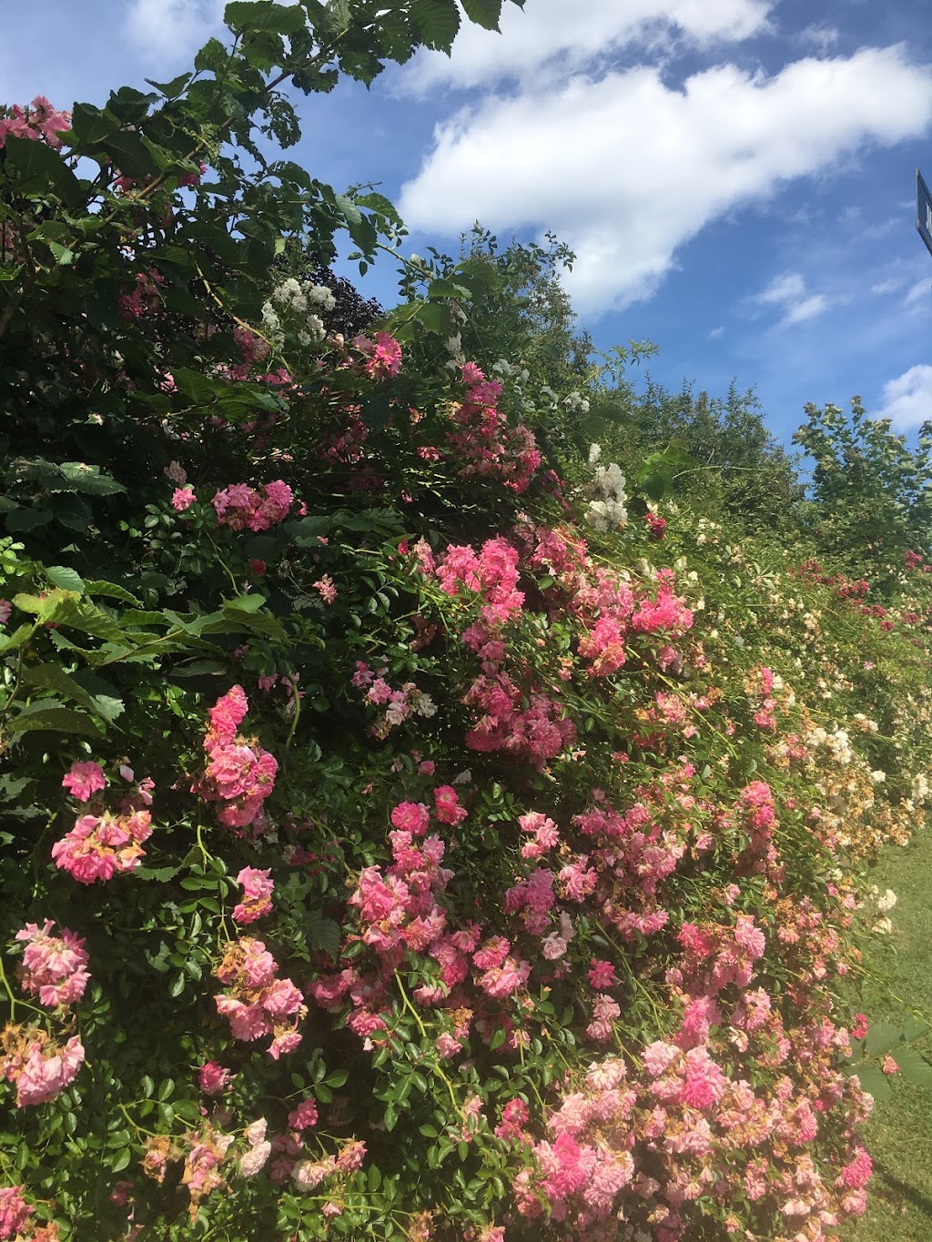 Seaside Flowers | 158 Lincoln St, Lunenburg, NS B0J 2C0, Canada | Phone: (902) 634-4729