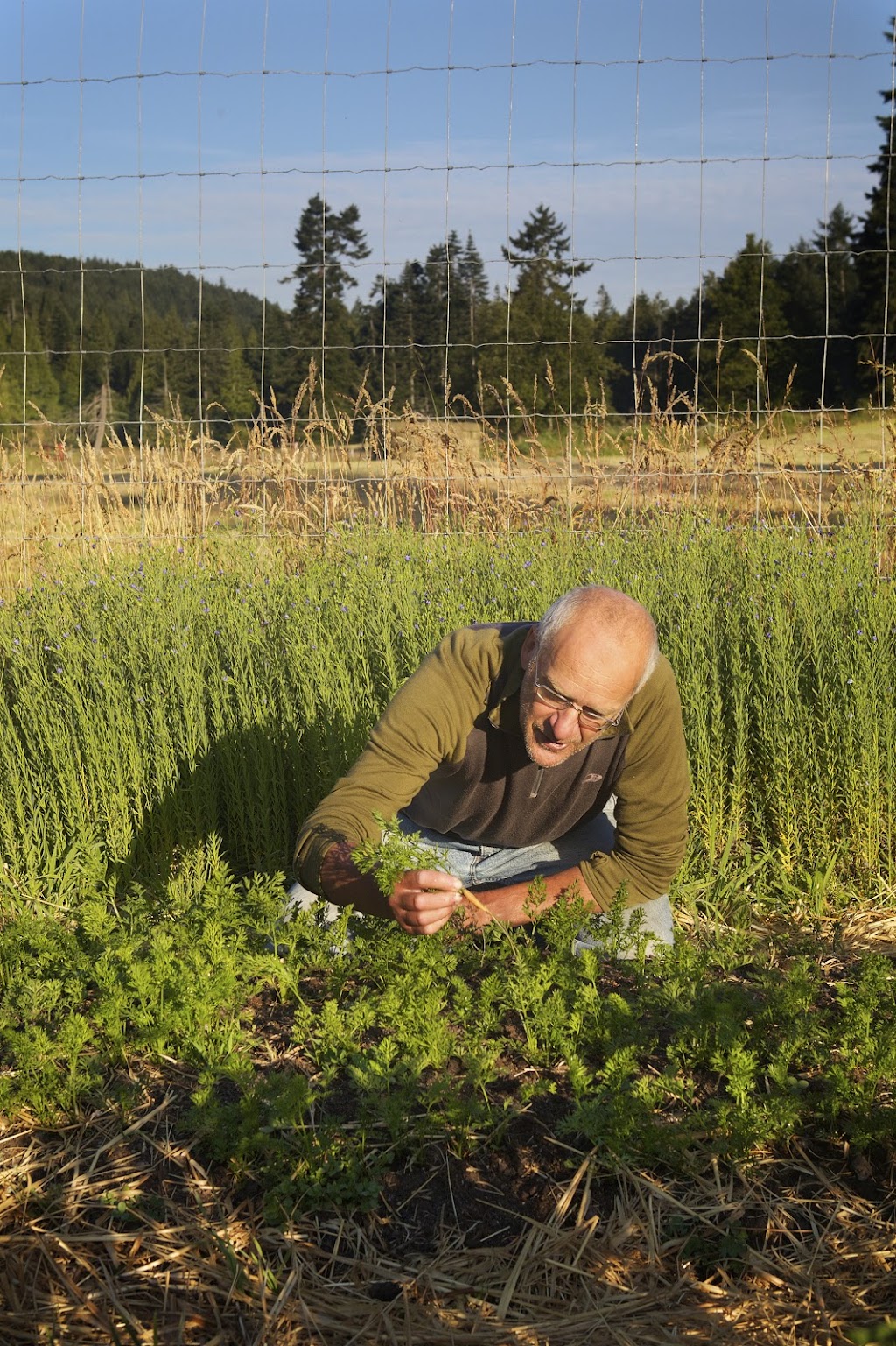 Salt Spring Seeds | 250 Toynbee Rd, Salt Spring Island, BC V8K 2W1, Canada | Phone: (250) 537-5269