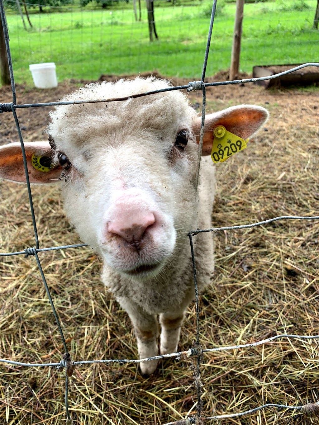 La Ferme Du Pêché Mignon | 110 1er Rang, Saint-Romain, QC G0Y 1L0, Canada | Phone: (418) 486-2451