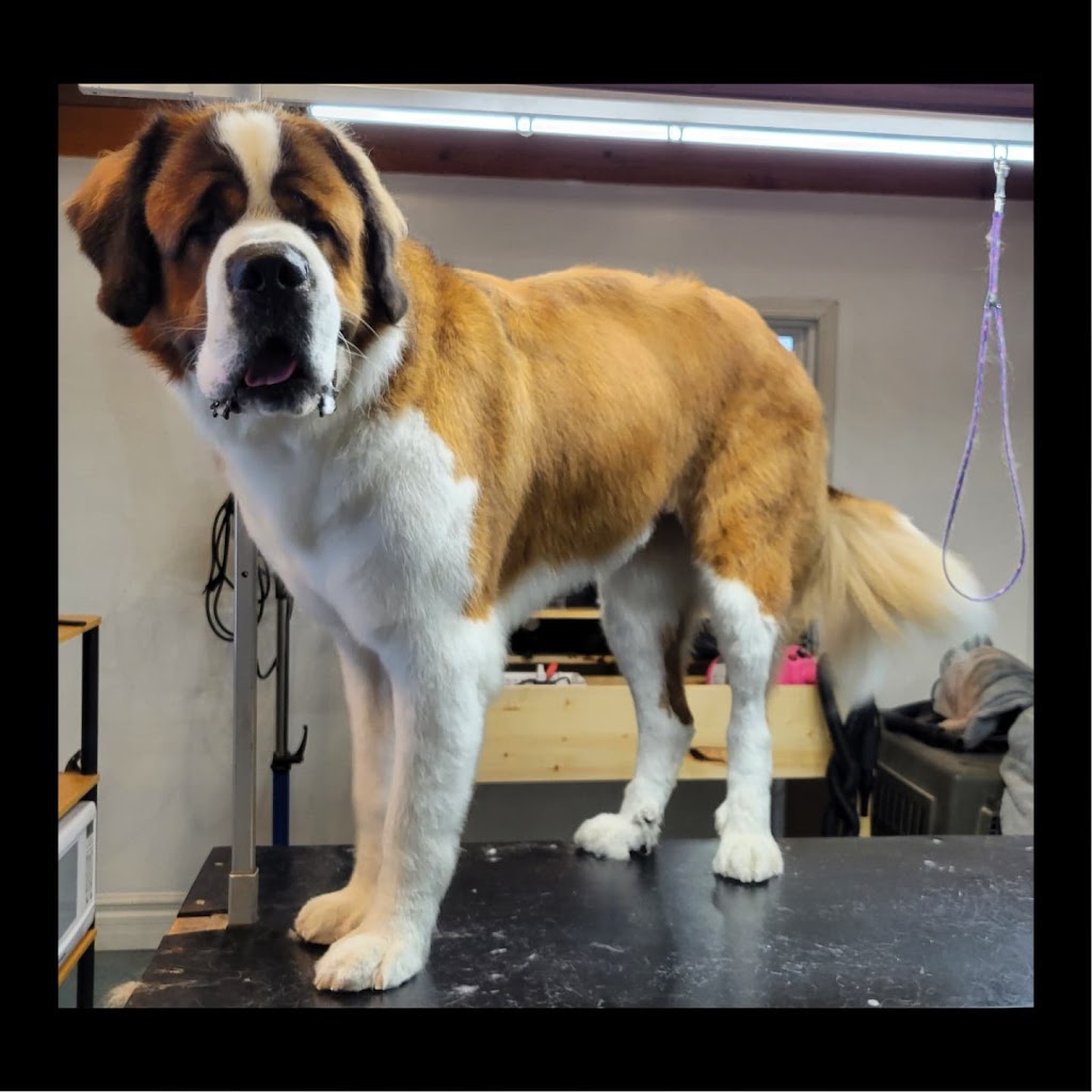 All Kind Grooming | 3578 Township Rd 294, Cremona, AB T0M 0R0, Canada | Phone: (587) 216-2793