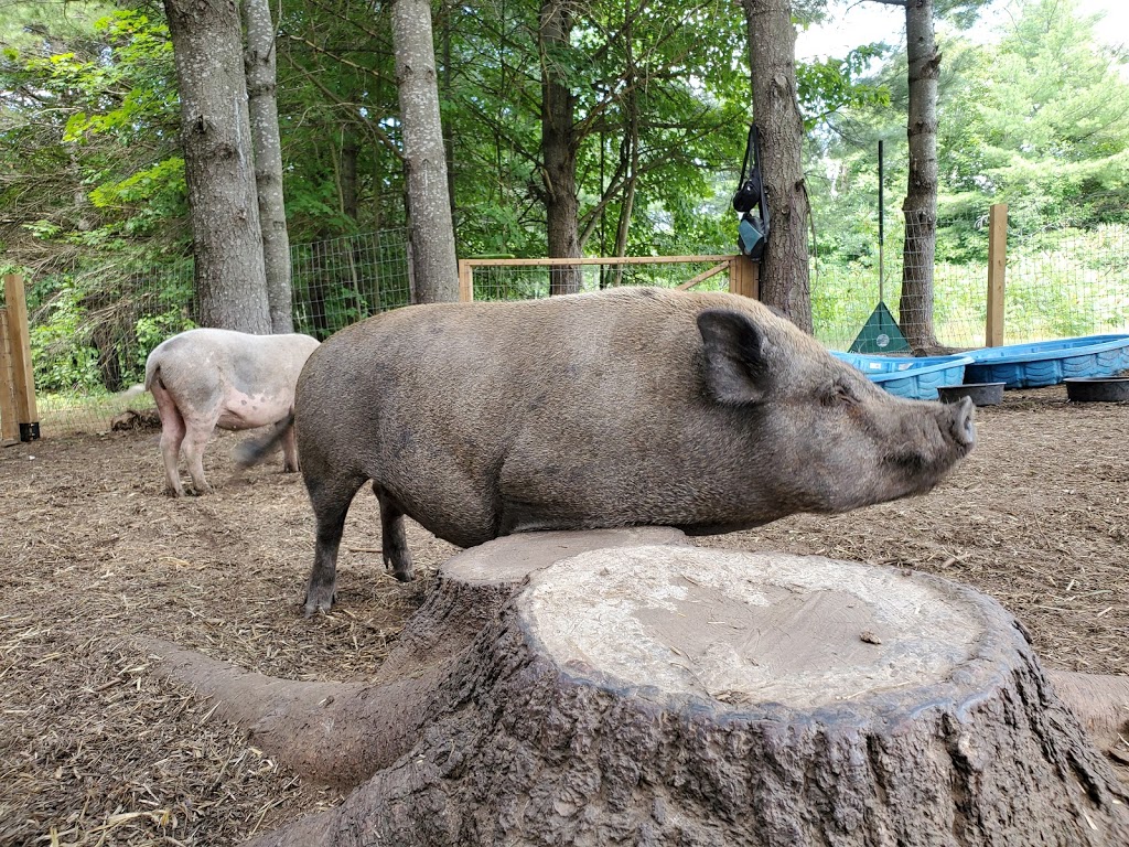 The Pigs of Pearly Acre | 618 Golf Course Rd, Lakefield, ON K0L 2H0, Canada | Phone: (647) 966-4931