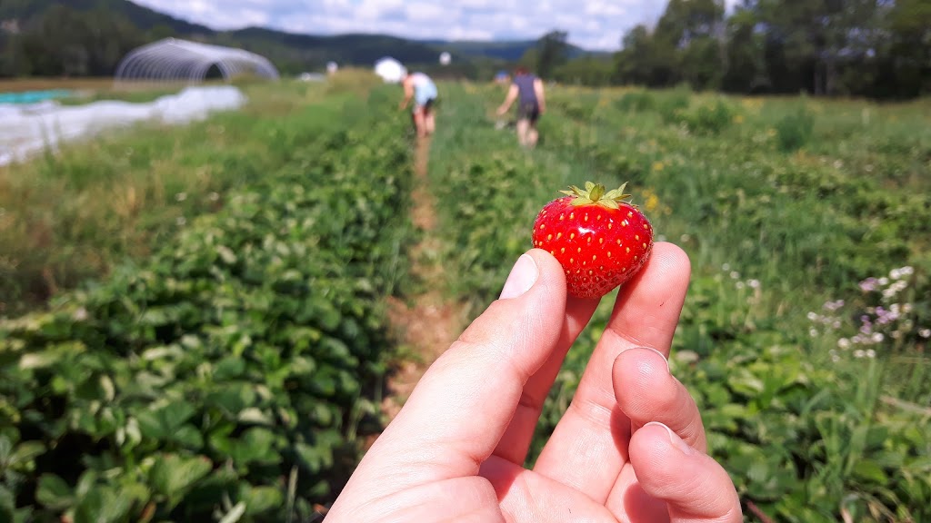 La récolte de la rouge | 191 Rang des Vents, Brébeuf, QC J0T 1B0, Canada | Phone: (819) 307-5282