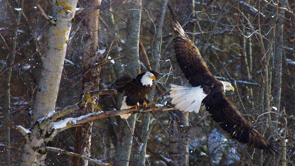 Sheffield Mills Eagle Watch -Eagle viewing site | 1770 Middle Dyke Rd, Centreville, NS B0P 1J0, Canada | Phone: (902) 582-1708