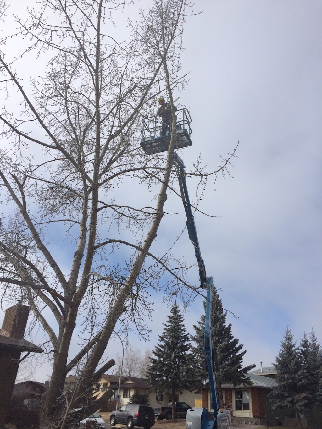 WoodTec Tree Services LTD. | 439 Griffin Rd E, Cochrane, AB T4C 2B8, Canada | Phone: (403) 932-7323