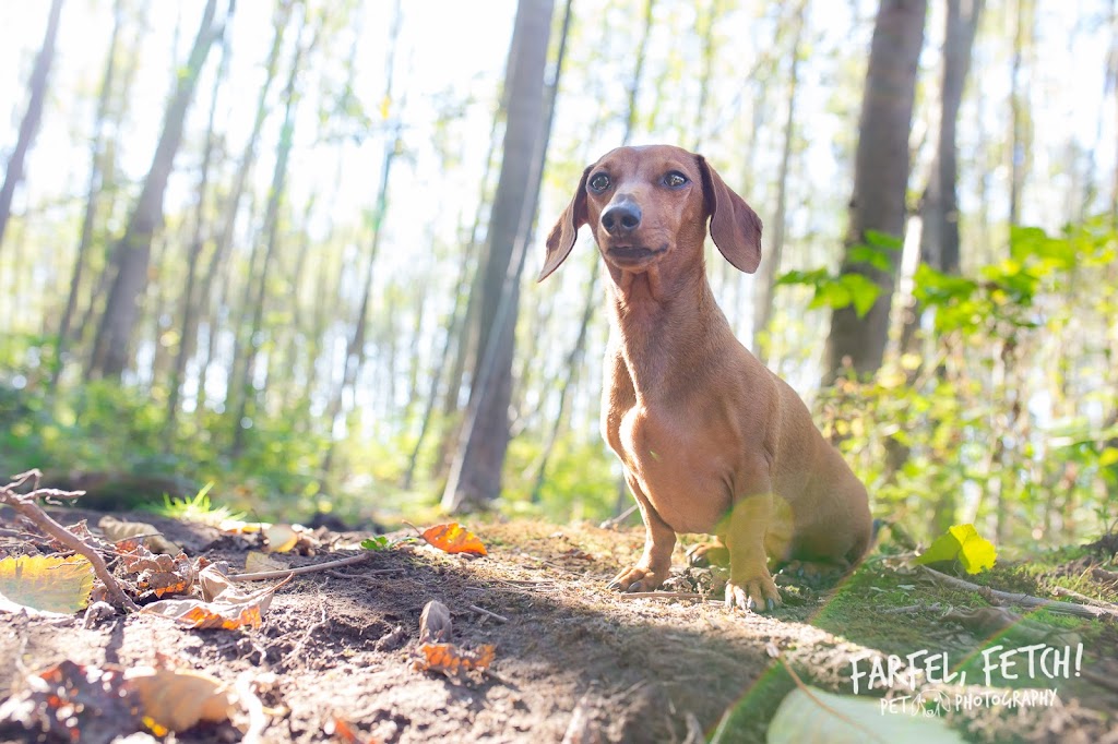 Farfel, Fetch! Pet Photography | 20176 68 Ave, Langley, BC V2Y 2X7, Canada | Phone: (778) 878-0959