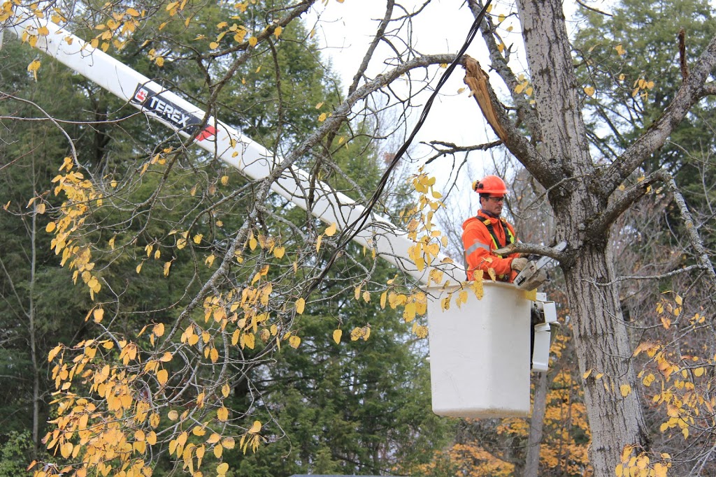 Treescape Certified Arborists | 586 Robinson Rd, Ennismore, ON K0L 1T0, Canada | Phone: (705) 745-1803