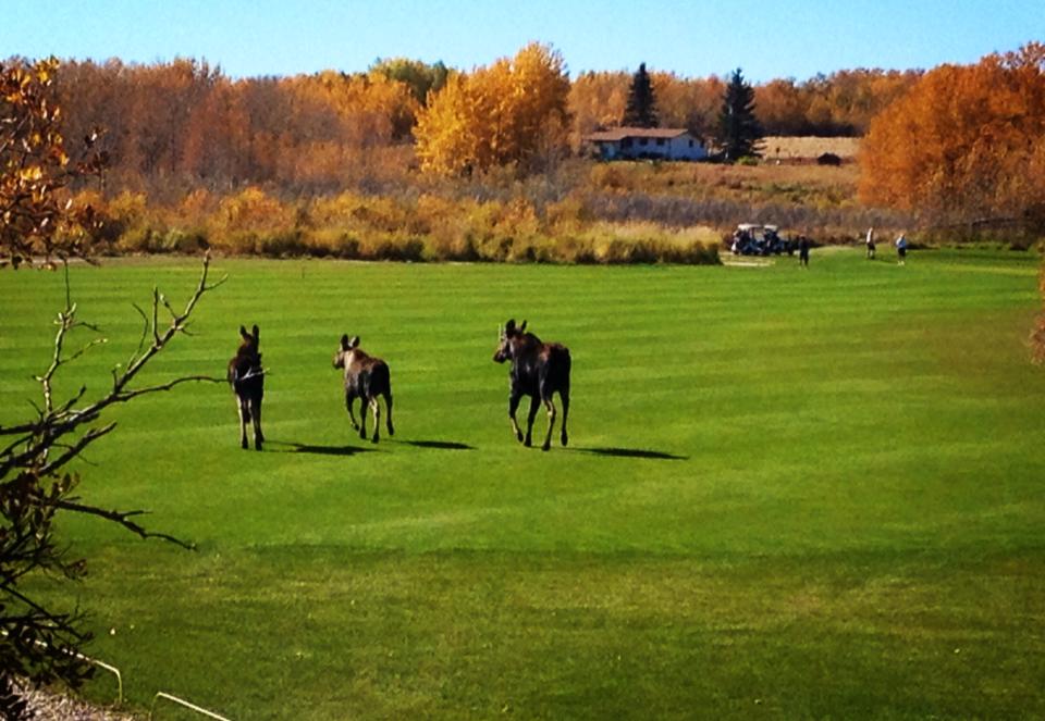 Tooth of the Dogpound Creek Golf Course | Box 431, Cremona, AB T0M 0R0, Canada | Phone: (403) 337-4880