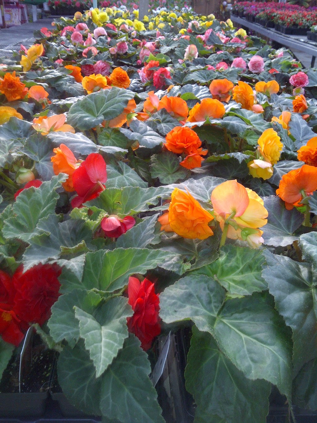 SS Greenhouses | 5663 Waterworks Rd, Sarnia, ON N7T 7H2, Canada | Phone: (519) 542-7679