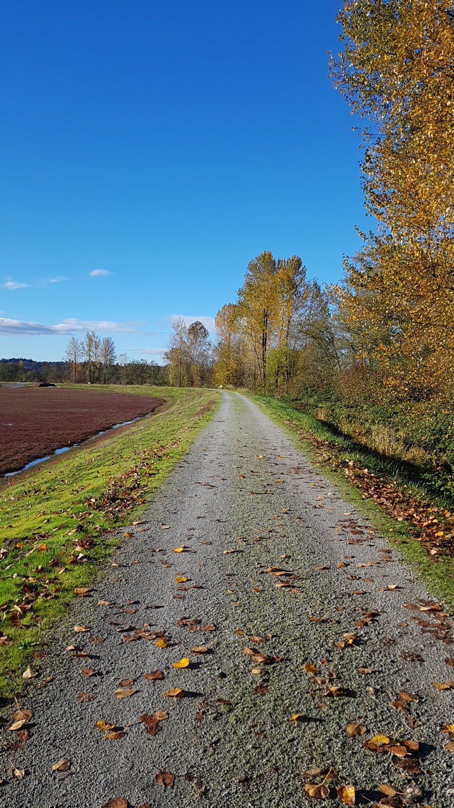 Pitt Meadows Dyke Trail System | 1Z1, Trans Canada Trail, Pitt Meadows, BC V3Y 1Z1, Canada