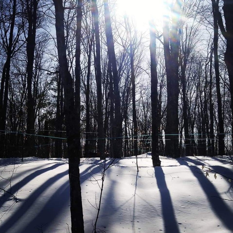 Maple Roots Farm | 1227 Pilgers Rd, Nipissing, ON P0H 1W0, Canada | Phone: (705) 729-1938