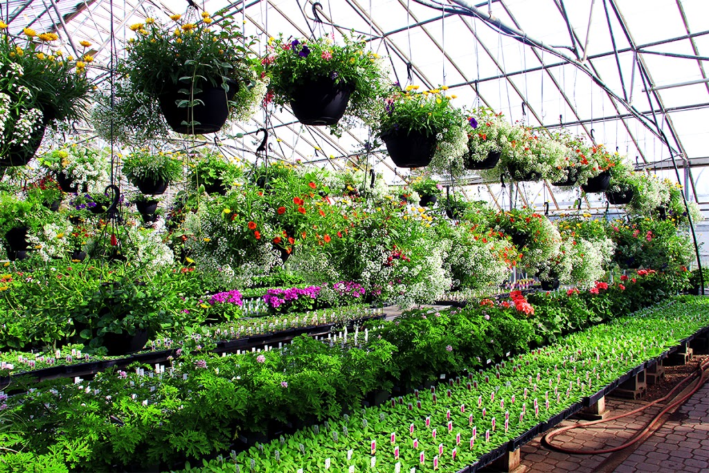 Dieter Martin Greenhouse Ltd | 401 Second Avenue, Langham, SK S0K 2L0, Canada | Phone: (306) 283-4376