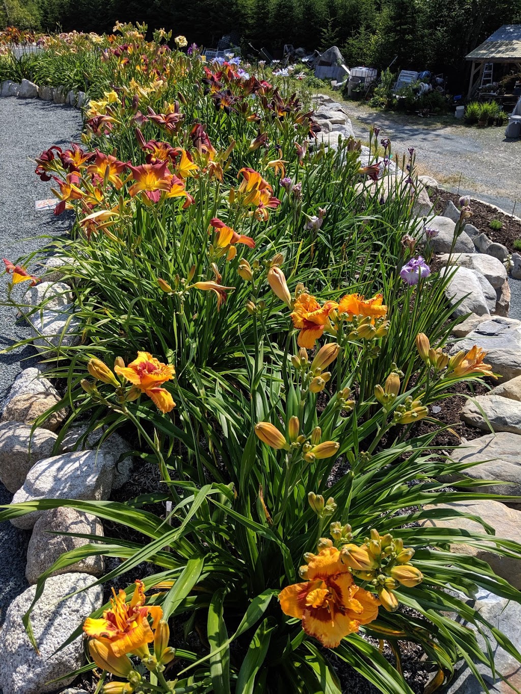 Harbour Breezes Daylilies | 10099 Nova Scotia Trunk 7, Head of Jeddore, NS B0J 1P0, Canada | Phone: (902) 889-3179