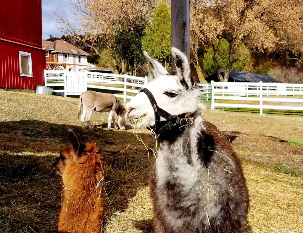 Captiva Farms Horseback Riding | 189 Chemin de la Montagne, Wakefield, QC J0X 3G0, Canada | Phone: (819) 459-2769