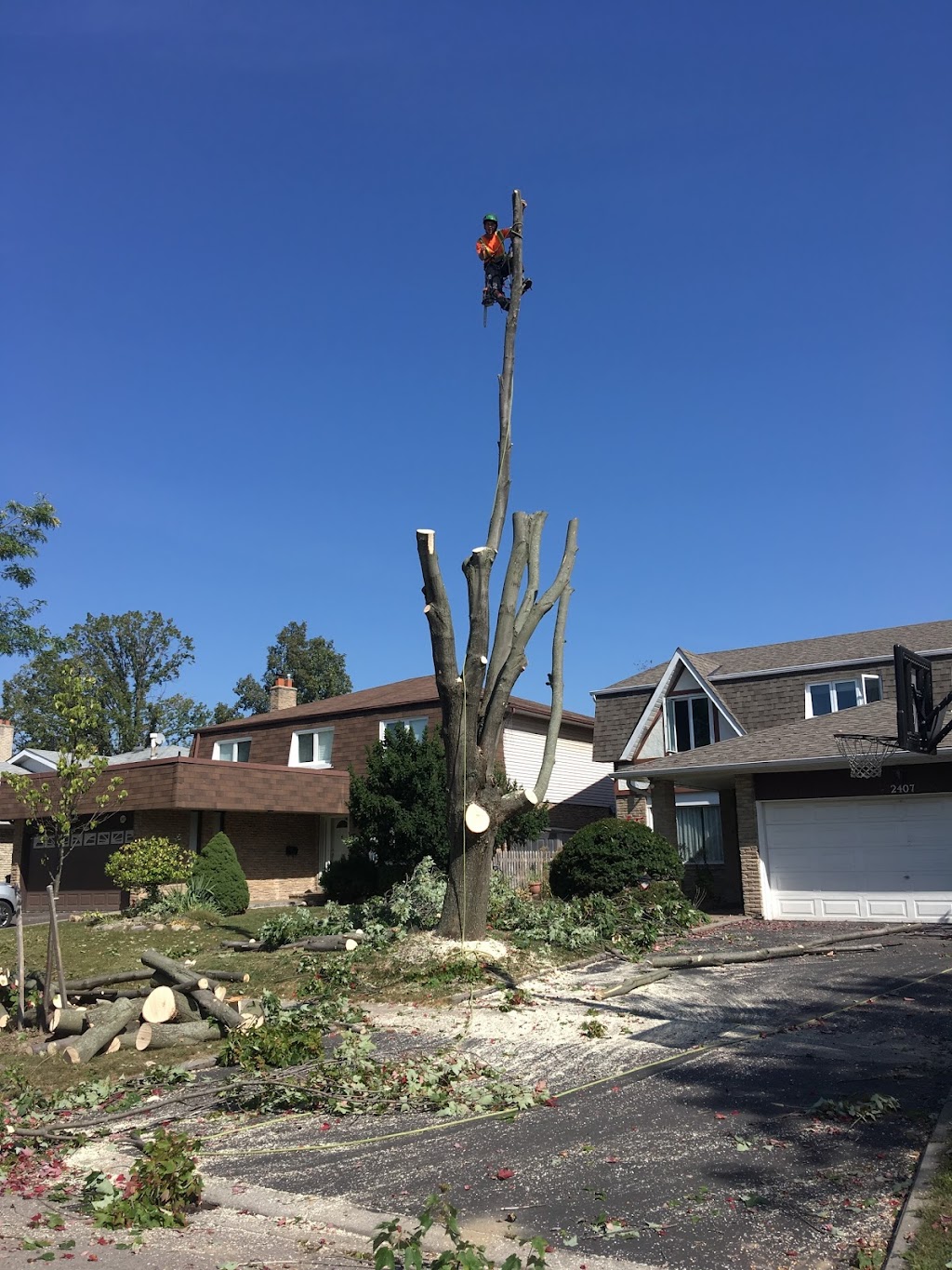 Ultimate Tree Service | 15656 Kennedy Rd, Caledon Village, ON L7C 2H7, Canada | Phone: (905) 757-8733