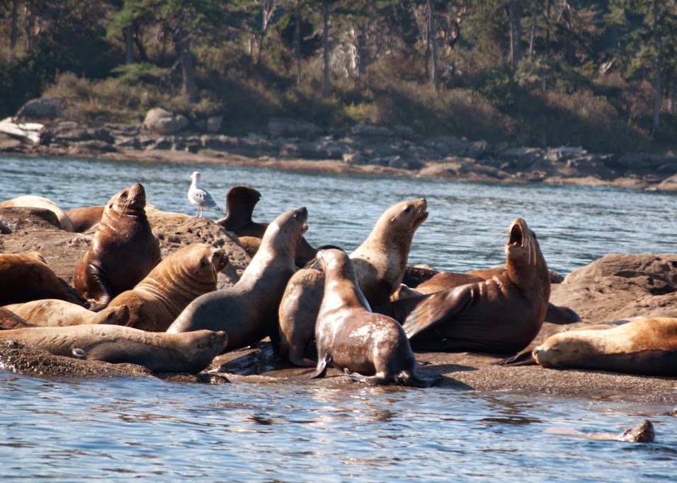 Steveston Seabreeze Adventures Vancouver | 12551 No 1 Rd, Richmond, BC V7E 1T7, Canada | Phone: (604) 272-7200