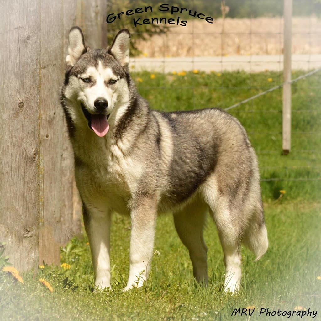 Green Spruce Kennels | 1649 Concession Rd 10, Langton, ON N0E 1G0, Canada | Phone: (519) 276-9227