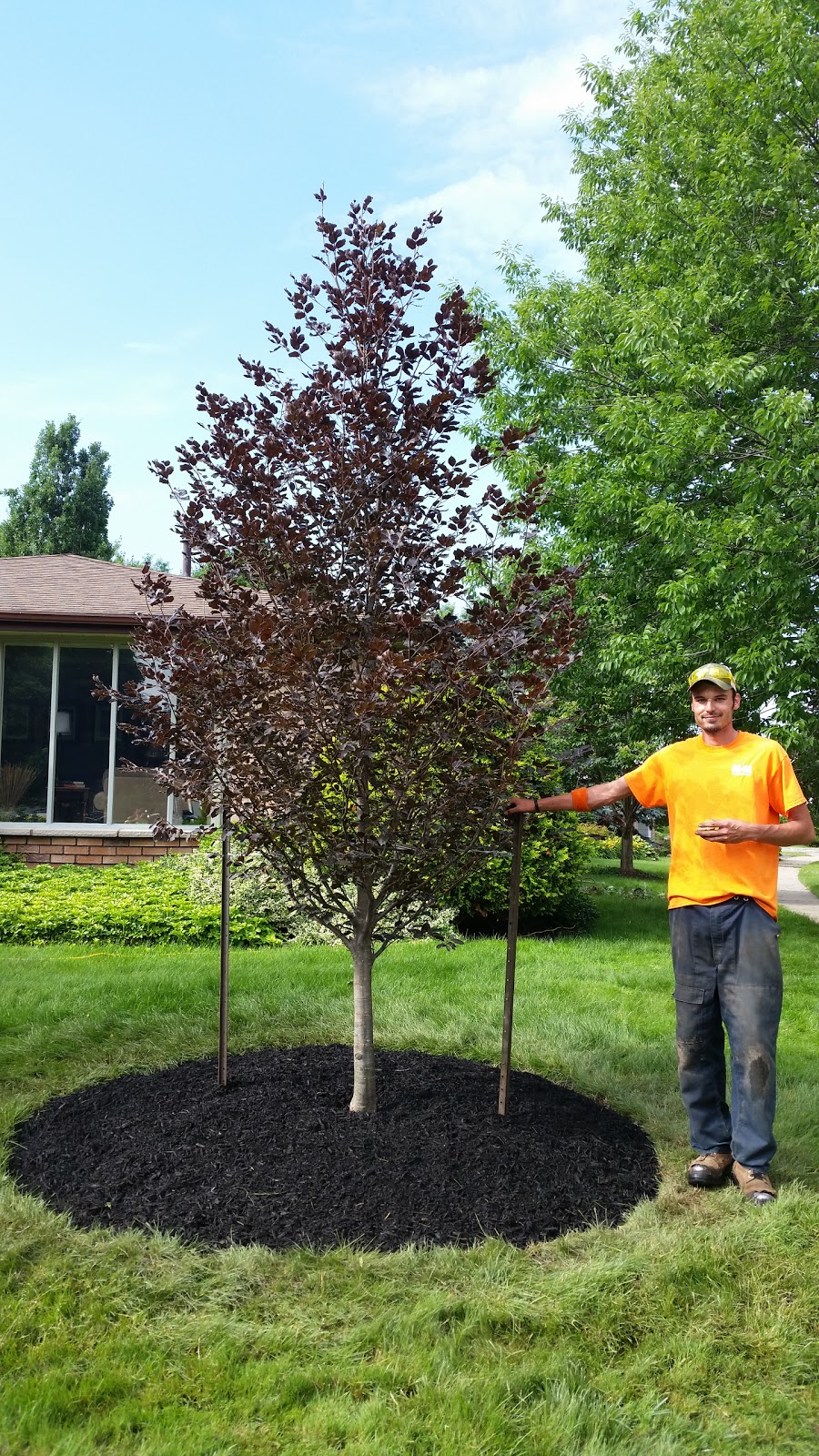 M & M Tree Service | 16 Robroy Ct, Brantford, ON N3R 3E3, Canada | Phone: (519) 752-4887