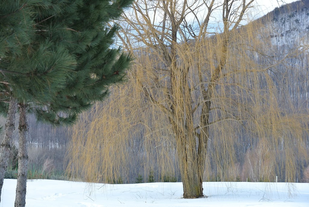 Pépinière Luc B Auclair | 2480 Rang de la Rivière N, Saint-Jean-Baptiste, QC J0L 2B0, Canada | Phone: (450) 464-0330