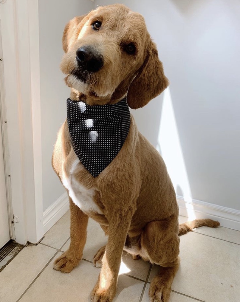 Hearts and Paws Dog Grooming | 1277 Bridge St, New Dundee, ON N0B 2E0, Canada | Phone: (226) 789-2902