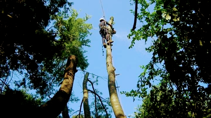 Wrights Tree Service | 27 Riverview Beach Rd, Pefferlaw, ON L0E 1N0, Canada | Phone: (888) 242-0434