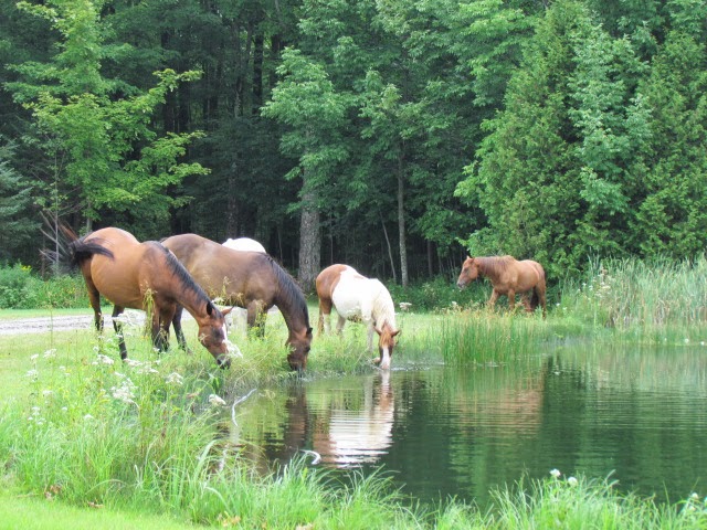 Harmony Hills Equestrian Centre | 181 Chemin Johnston, Cookshire-Eaton, QC J0B 1M0, Canada | Phone: (514) 808-2050