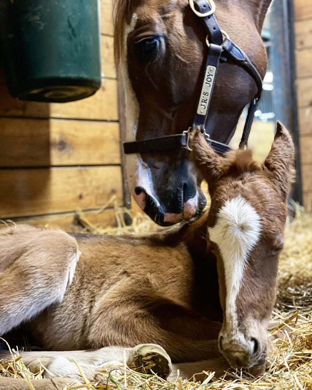 Amplify Stables | 1169 Concession Rd 4, Loretto, ON L0G 1L0, Canada | Phone: (905) 291-3663